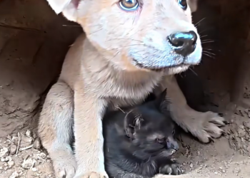 H1002048 Another story nearly ending in silence