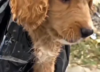 H1002049 Strength was slipping moment by moment