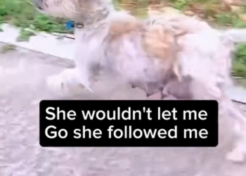 H1002050 Found when hope was almost gone