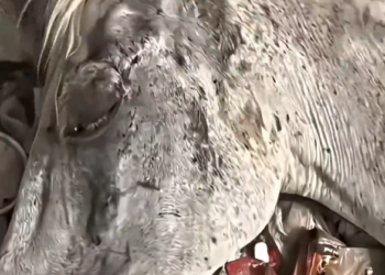 H1002051 A quiet presence on the edge of fading