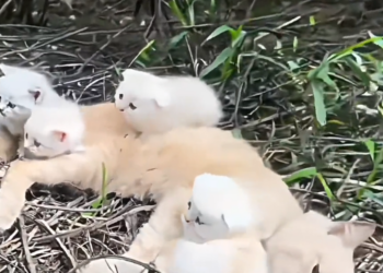 H1002053 No one expected to find survival here