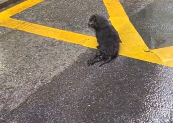 H1002054 The wait had drained nearly everything