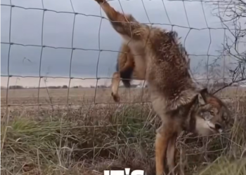 H1002055 A fragile soul in a careless place