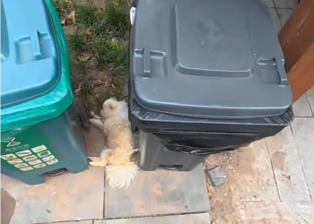 T3001011 The body endured what it shouldn’t have