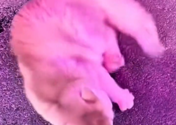 H1002056 It had stopped looking for help