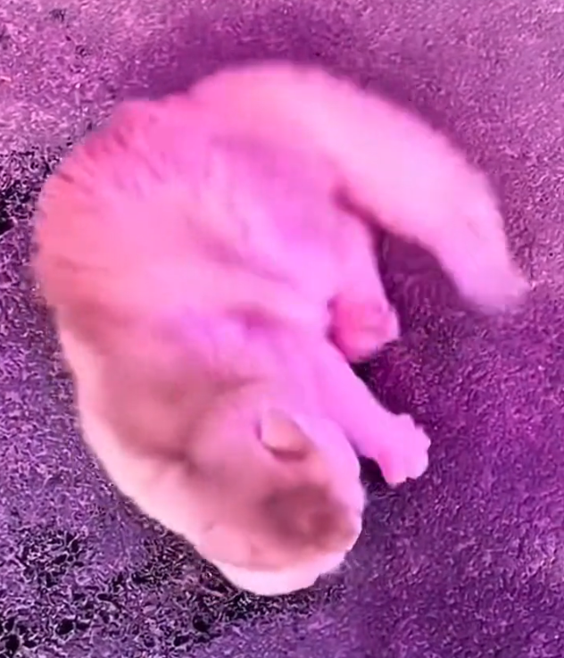 H1002056 It had stopped looking for help