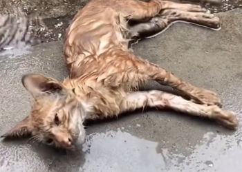 H1002057 The damage wasn’t only physical