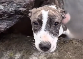 H1002058 Another life caught between time and chance