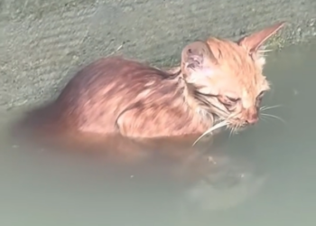 H1002059 Barely conscious, barely present