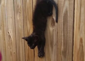 H1803107_A piercing, blood-curdling cry led this kind couple to a heartbreaking sight—a helpless kitten hanging by his leg, exhausted from dangling in mid-air. 🐱⛓️💔😭