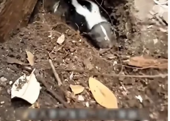 H1603037_Left behind and forgotten by the world, but today, his life finally begins. A place to call home at last. ��✨