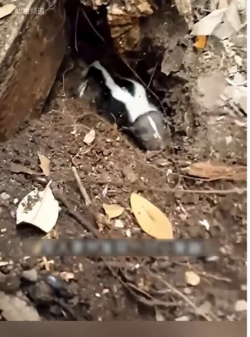 H1603037_Left behind and forgotten by the world, but today, his life finally begins. A place to call home at last. ��✨