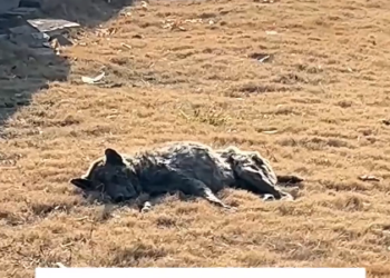 H1603038_He used to wander the streets with a heavy heart and empty stomach. Look at that smile now—pure happiness. �❤️�