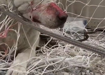 H1603047_Tonka was at his weakest, but his will to live was stronger. Witness the incredible moment his second chance began.