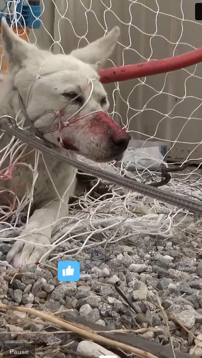 H1603047_Tonka was at his weakest, but his will to live was stronger. Witness the incredible moment his second chance began.