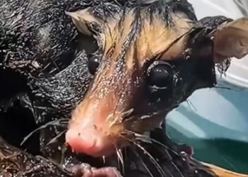 H1603046_They set out to save a life, but in the end, this misunderstood little soul ended up saving them. �❤️✨