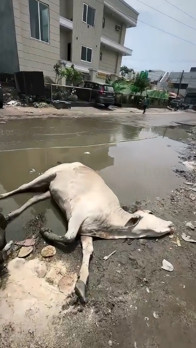 H1603045_The silent suffering in her eyes is finally over. A long road to healing starts with one act of kindness. ���