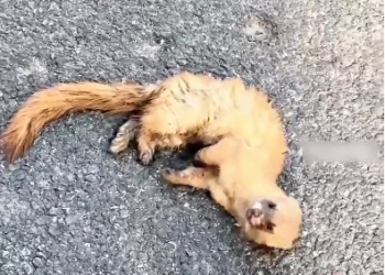 H1603044_Broken and alone on the cold pavement. A tiny life saved from the brink of tragedy just in time. ��️�