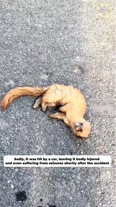 H1603044_Broken and alone on the cold pavement. A tiny life saved from the brink of tragedy just in time. ��️�