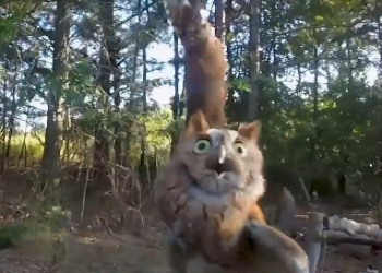 H1603043_Shaking with fear and losing hope in a dark corner. Thank you for showing him that not all humans are cruel.