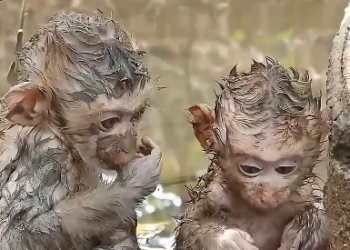 H1603040_No mother to hold him, so he clings to his hero with everything he has. This hug says it all.