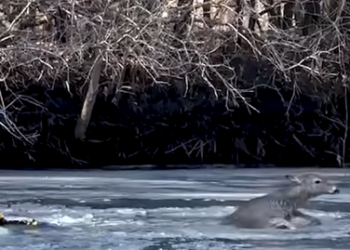 H2003013_Not all heroes wear capes