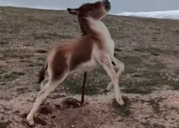 H2603022_Listen to the rhythmic, anxious braying. A child’s voice, callously cut off from help, crying out for its mother. 🐴😢🚫