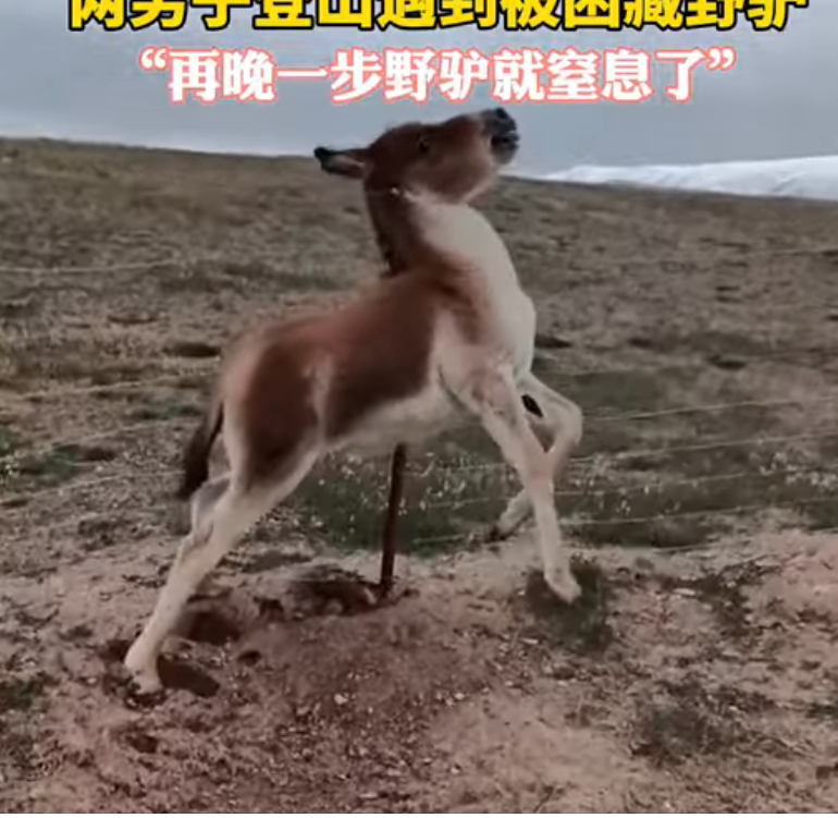 H2603022_Listen to the rhythmic, anxious braying. A child’s voice, callously cut off from help, crying out for its mother. 🐴😢🚫