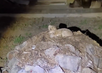 H2802034 Discovered before darkness settled in