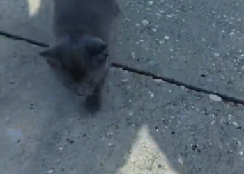 H2802037_foumf stray kitten adopted it #rescue