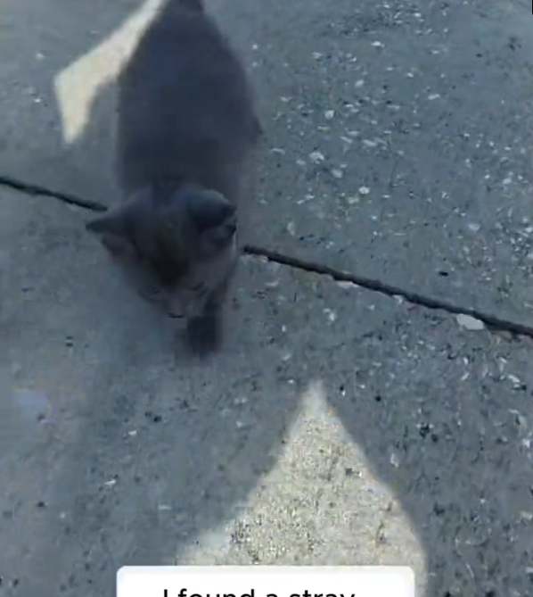 H2802037_foumf stray kitten adopted it #rescue