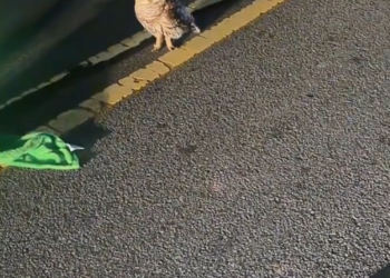 H2802038_found sick owl saved it #rescue #animals