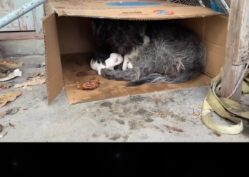 H2802039 Barely holding onto existence