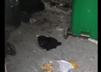 H2802040 The edge of survival was thin