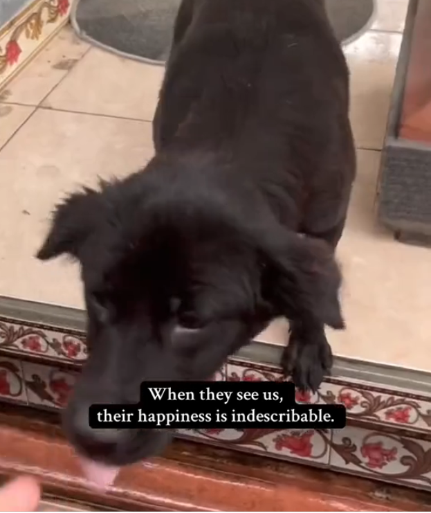 H2802005_Street Feeding in Bali We Need Your Help!