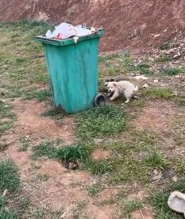 H2802041 A small body pushed too far