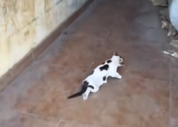 H2802043_found cat injuries to both legs saved