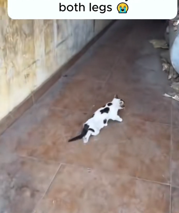 H2802043_found cat injuries to both legs saved