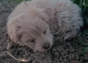 H2802046 Help arrived in a decisive second