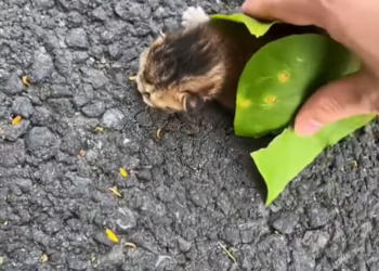 H2802047_saw kitten took it home #rescue