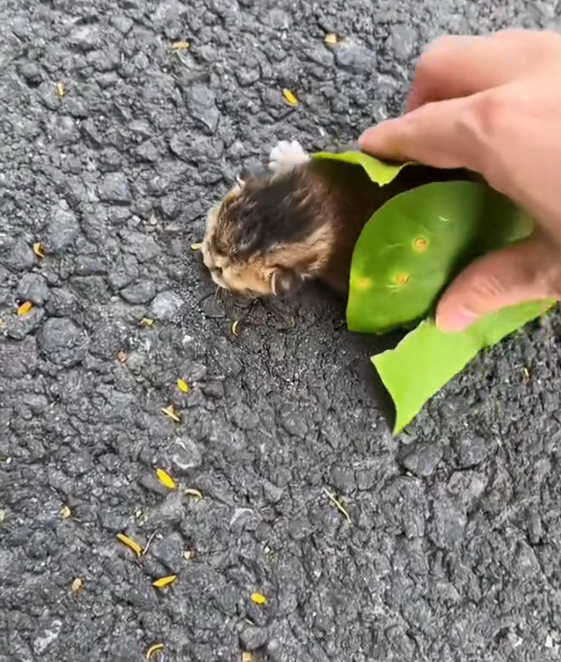 H2802047_saw kitten took it home #rescue