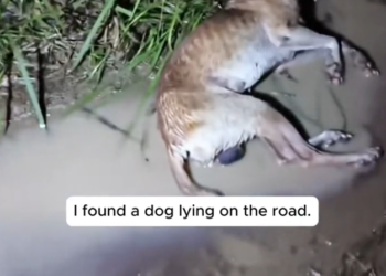 H2802049_found dog lying on road #rescue #rescueani