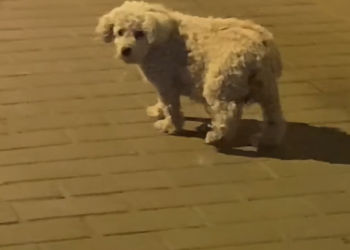 H2802050 A quiet fight almost finished