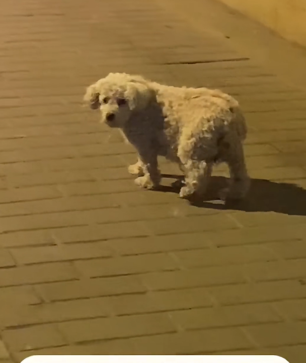 H2802050 A quiet fight almost finished