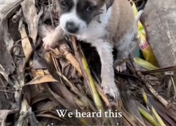 H2802006_Tiny puppy was ignored by many until we heard