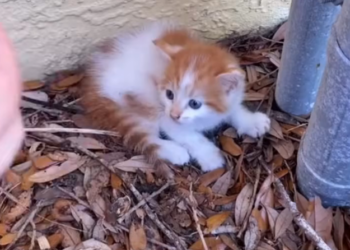 H2802052_found kitten after two years… #rescue