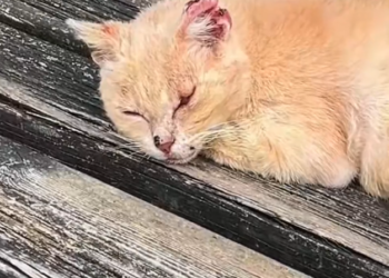 H2802053_man saved stray cat #rescue #rescueanimals