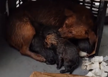 H2802054_Mother dog begged me to save her puppies #rescue