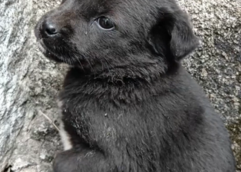 H2802055 Discovered in heartbreaking silence