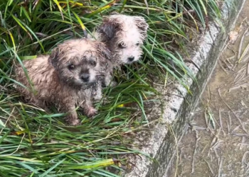 H2802056 The brink of collapse was near